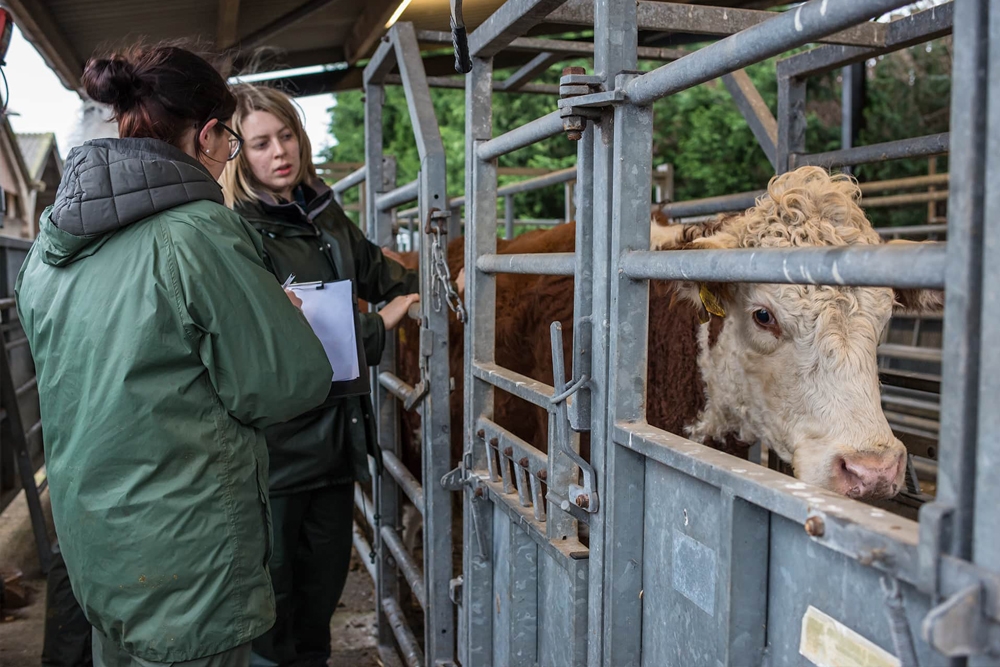 La mayoría de los países de la UE hacen visitas regulares de salud animal a las granjas.
