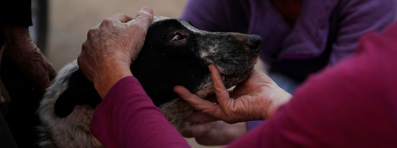 Veterinarias atienden a un perro durante los incendios de California de 2018.
