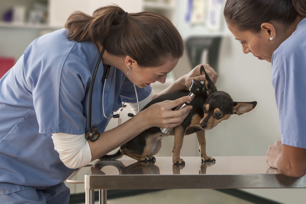 En Francia el 81,4% de los veterinarios trabaja con animales de compañía y registran una renta media menor que los que declaran una actividad ganadera.