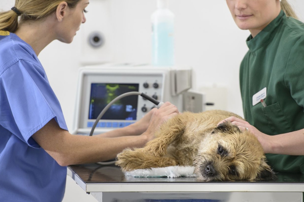 Las actividades veterinarias están entre las divisiones que tienen menores costes salariales.