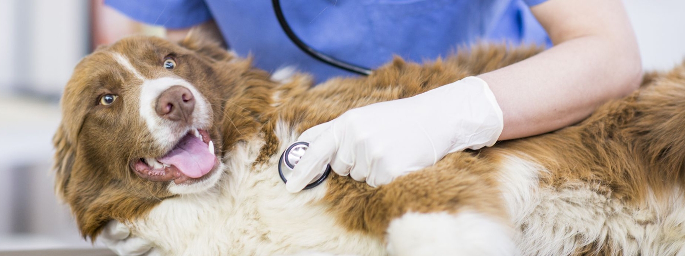 Los veterinarios recomiendan hacer chequeos a las mascotas para prevenir enfermedades como la del gusano del corazón.