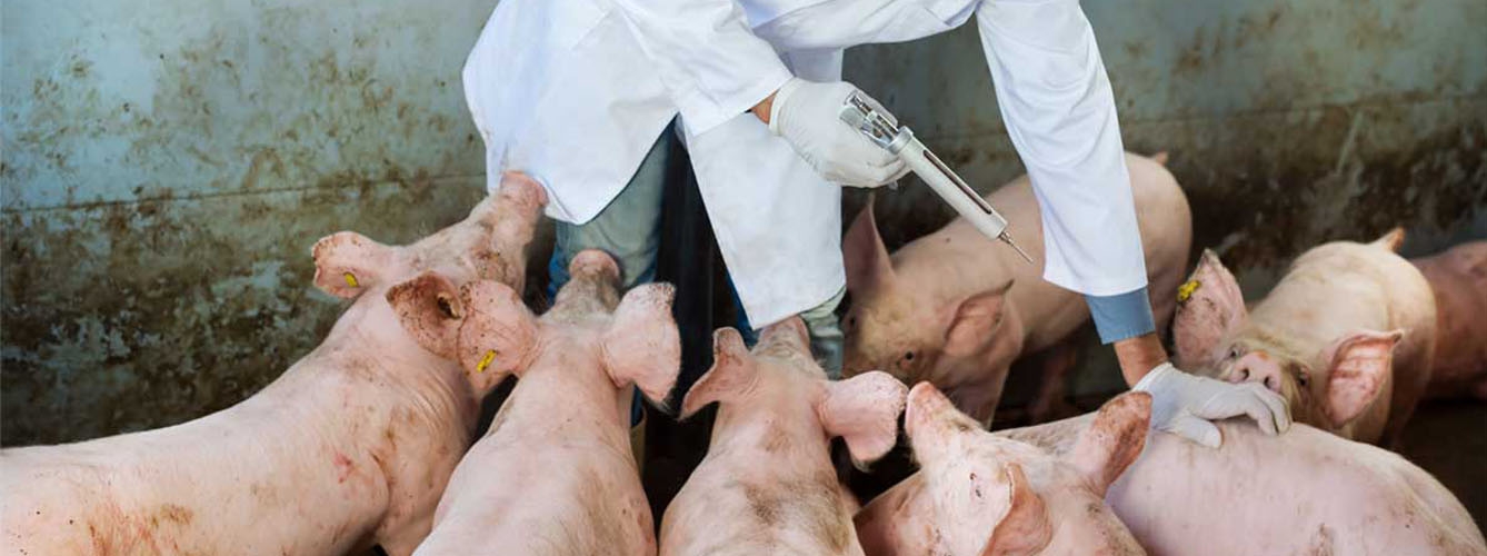 El sector porcino es el que más facturación generó en 2018.