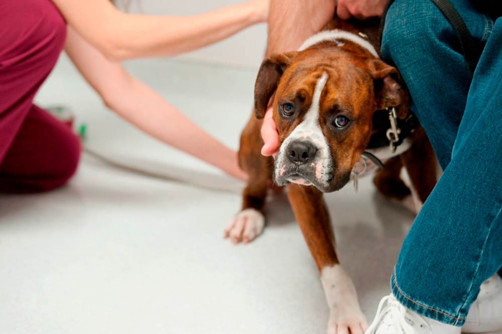 El nuevo certificado tiene como objetivo mejorar el tratamiento del dolor en los animales de compañía.