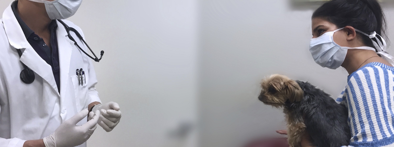 Explican el impacto de Covid-19 sobre los veterinarios.