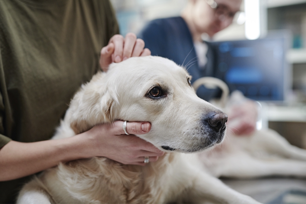 Llaman a una mayor concienciación sobre los signos clínicos de Brucella canis y los factores de riesgo para los veterinarios y propietarios de animales.