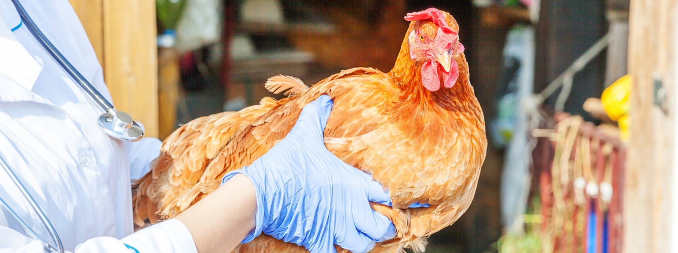 La tifosis aviar es una salmonelosis con gran impacto en la avicultura.