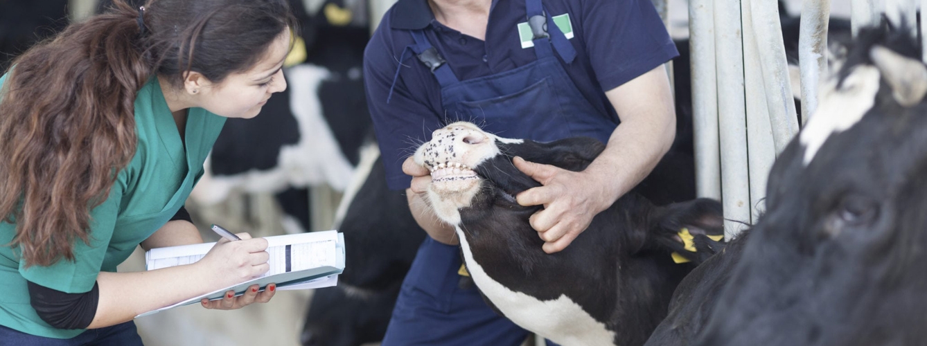 El papel del veterinario en la lucha contra las resistencias a los antibióticos es fundamental. 