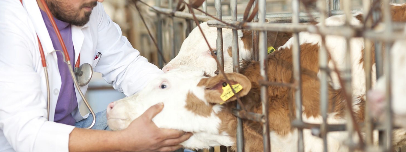 UE: Animales y alimentos tienen niveles seguros de fármacos veterinarios