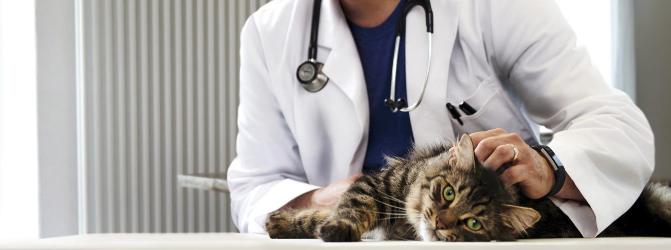 La investigación se ha llevado a cabo analizando 4.943 resultados diagnósticos de perros y gatos.
