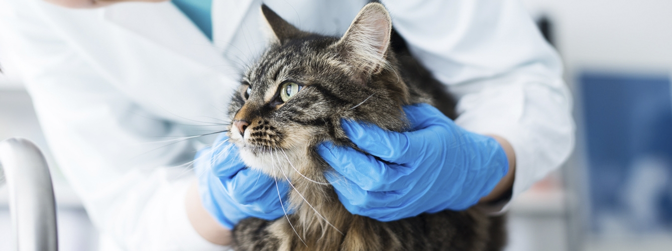 Cuatro personas fueron infectadas con lyssavirus del murciélago del Cáucaso occidental por la mordedura de un gato, incluido el veterinario que lo atendió.