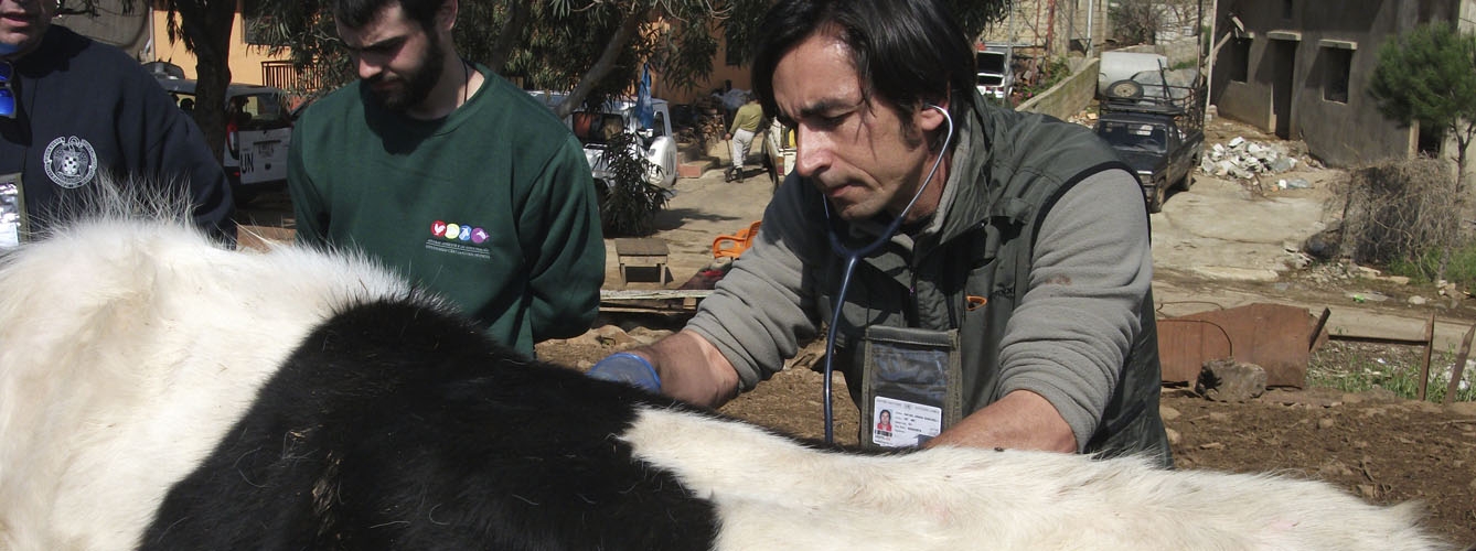 Un veterinario español atiende a una vaca durante una misión de paz en Líbano.