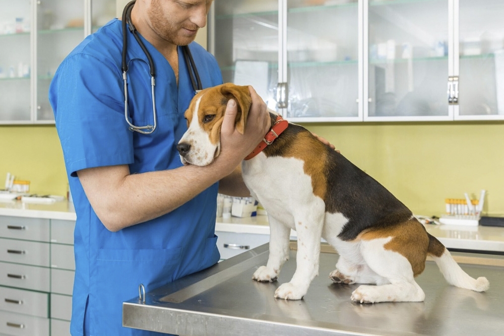 En el manejo multimodal de la osteoartritis canina se aboga por el uso de alimentos complementarios para preservar el cartílago articular.