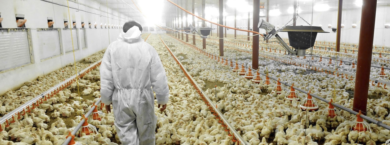 Los veterinarios que trabajan en granjas avícolas están más expuestos a la gripe.