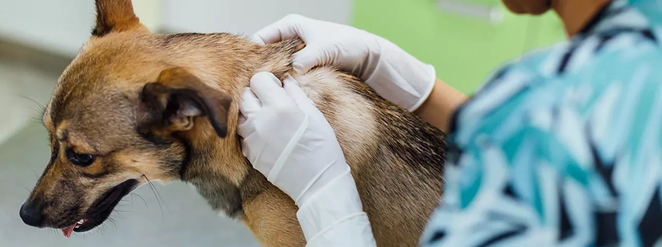 La dermatitis atópica en perros puede requerir un tratamiento de  por vida.