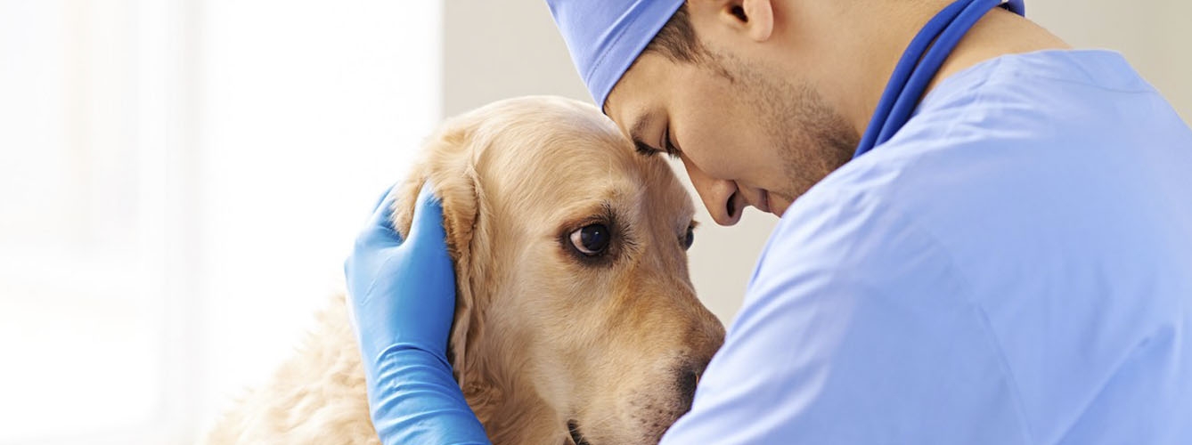 La mayor parte de los veterinarios que se suicidan utilizan eutanásicos