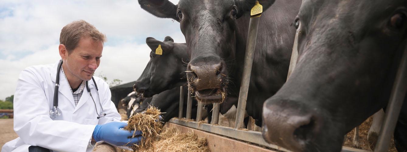 Europa reduce el uso de antibióticos en animales de producción 