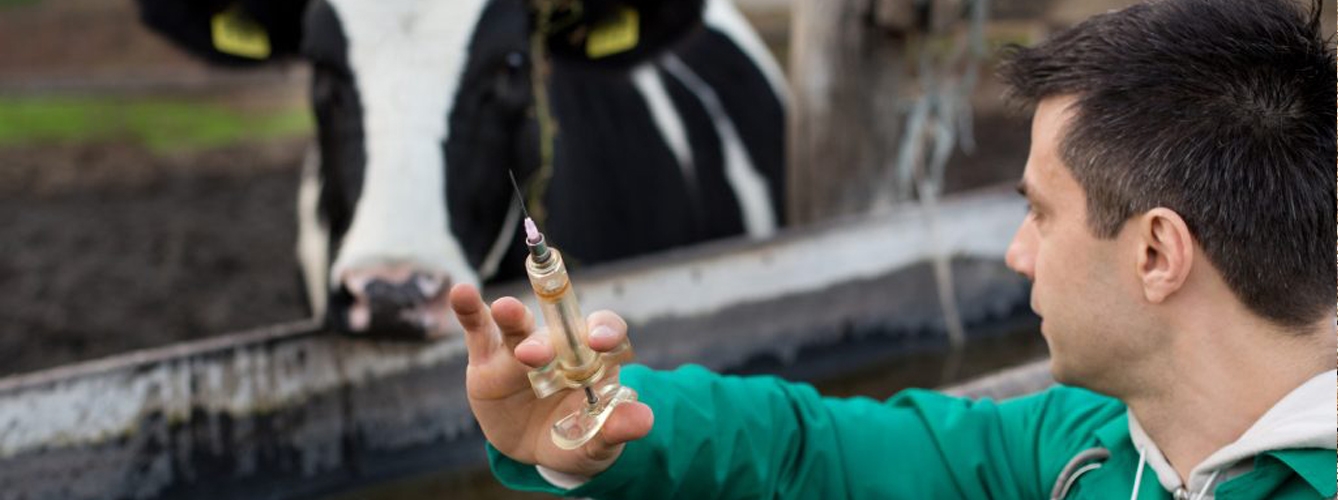 Vacuna española de la diarrea vírica bovina recibe subvención europea