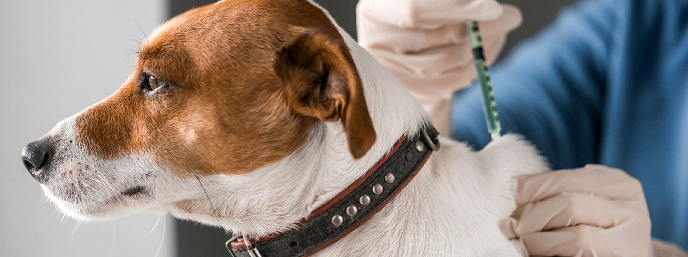 El veterinario es un "actor imprescindible" en el control de las zoonosis.