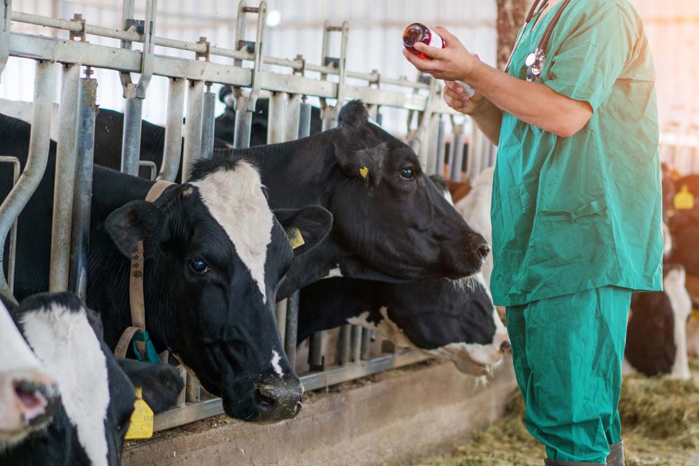 El uso de antibióticos en los animales está disminuyendo a nivel mundial.