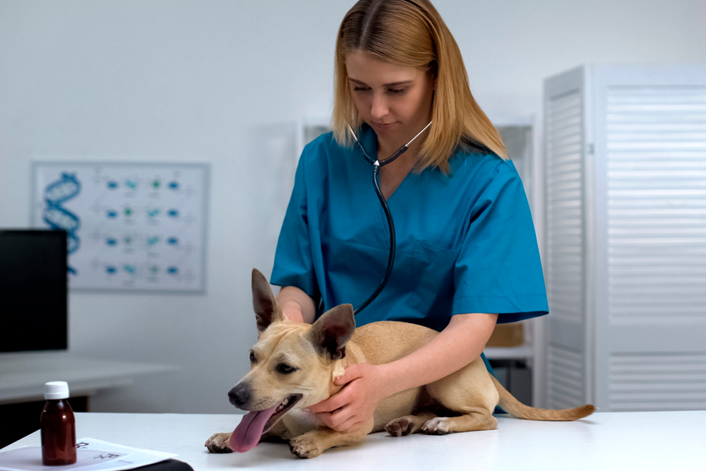 Los veterinarios están entre los profesionales españoles que menos faltan al trabajo.