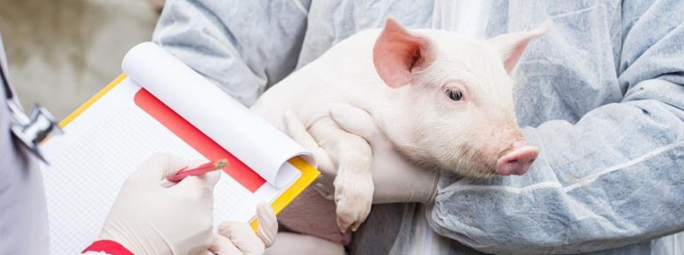 La FAO recomienda implementar mejores medidas de bioseguridad y seguir las pautas de vacunación para reducir el uso de antibióticos en porcino.