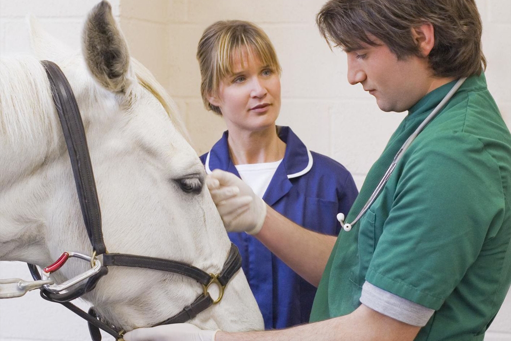 Los veterinarios de equino son una de las especialidades con más estereotipos negativos.