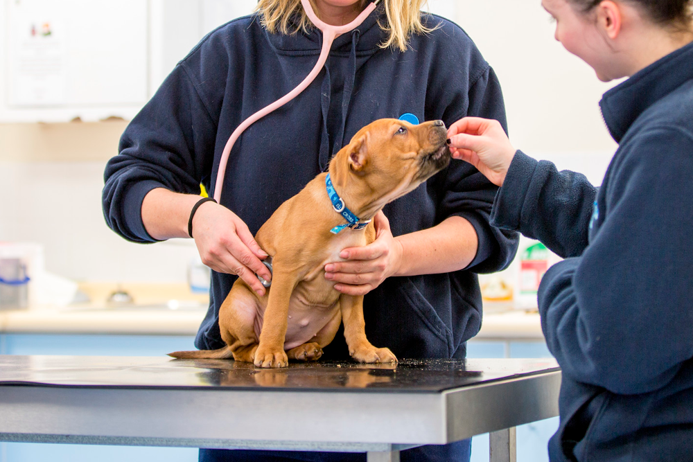 Zoetis promueve una campaña para ayudar a los veterinarios a concienciar acerca del cuidado específico del cachorro.