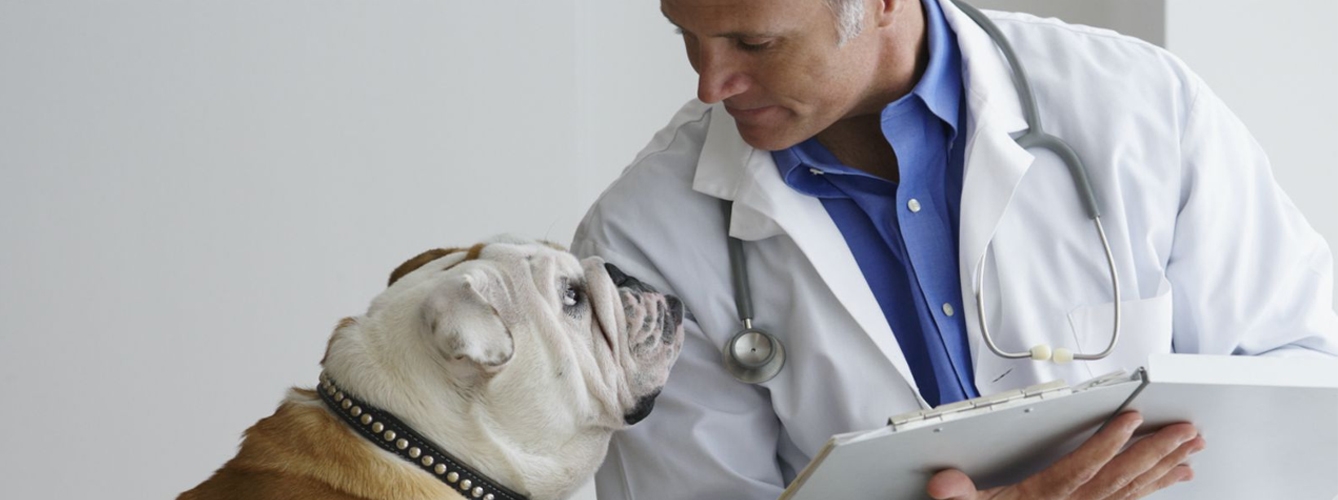 Los veterinarios ocupan el tercer lugar en la tabla de las profesiones de más confianza, por debajo de los ópticos y farmacéuticos, pero por encima de los médicos y dentistas.