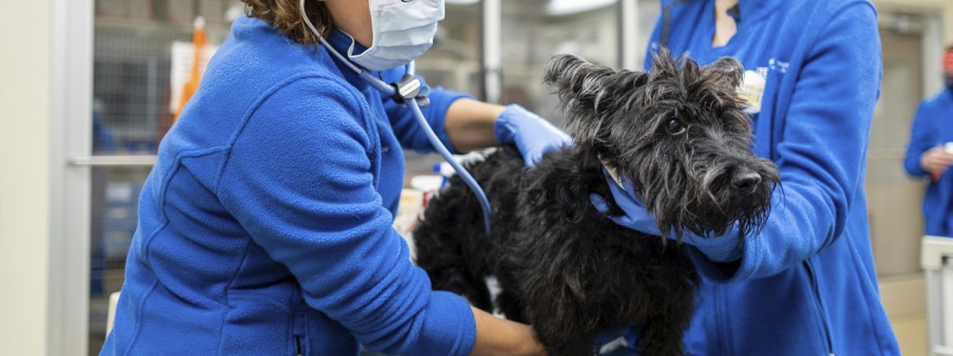 El sueldo bruto promedio anual de los veterinarios en 2020, según el informe, fue de 24.743.