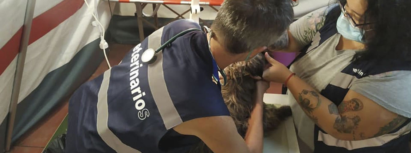 Veterinarios atendiendo un perro en La Palma.