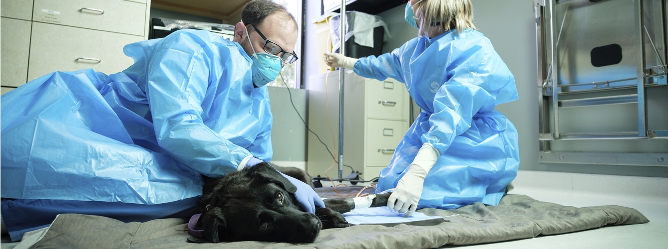 Riesgos laborales a los que se enfrentan día a día los veterinarios