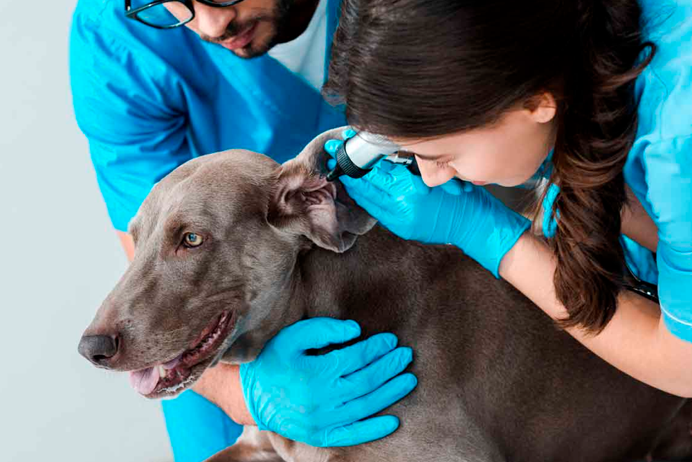 La otitis externa eritemato-ceruminosa es la más común entre los perros.