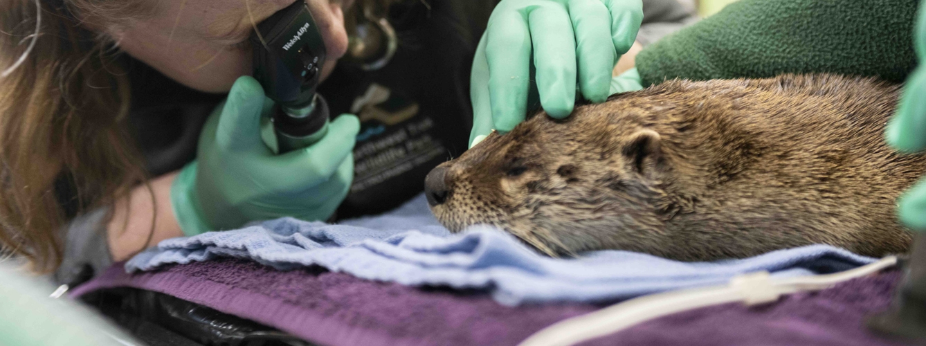 Imagen de archivo de una veterinaria examinando a una nutria.