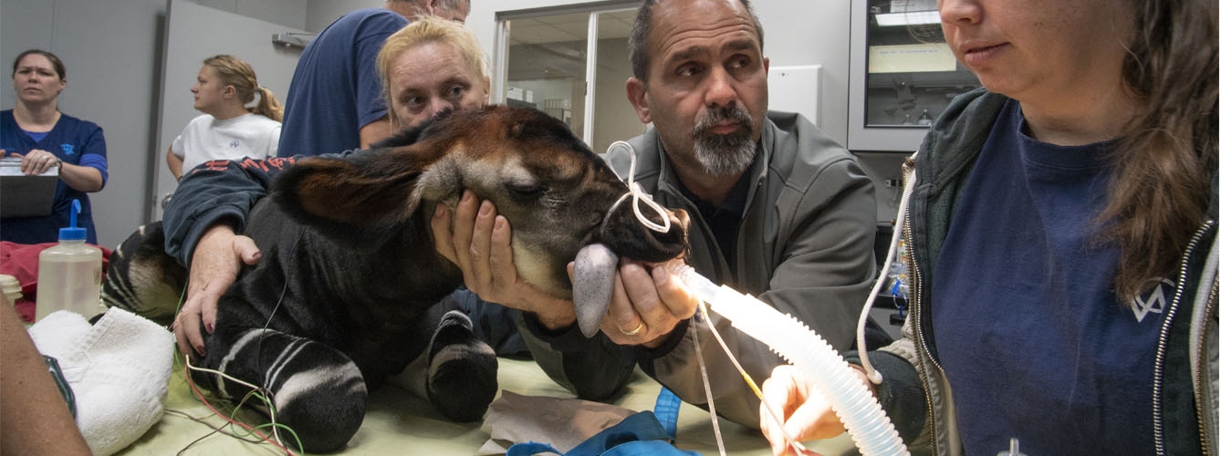 Veterinarios operan por primera vez el ojo de un okapi