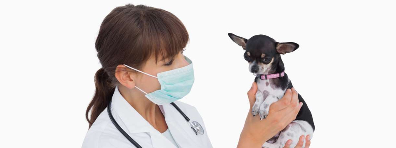 La OCV formará en bioseguridad en clínicas de animales de compañía