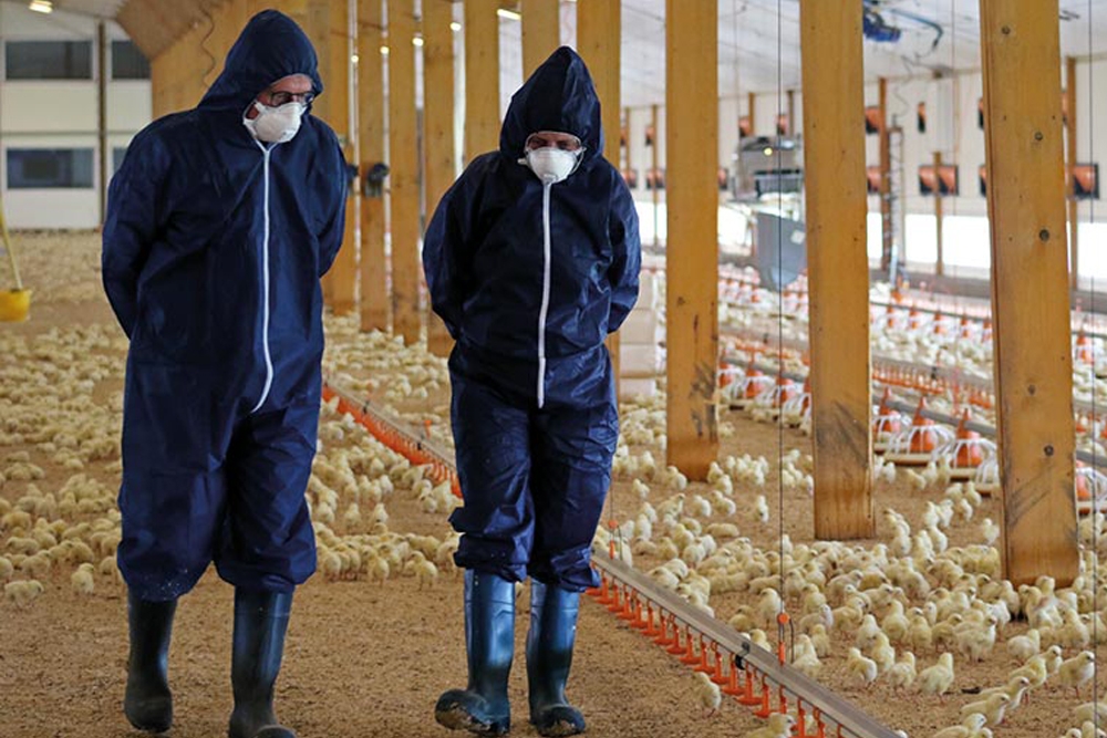 La gripe aviar de alta patogenicidad "está acabando con todo en números que nunca antes habíamos visto".