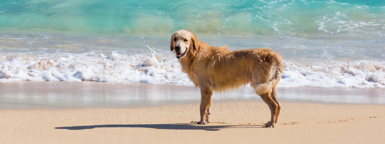 Coronavirus: Veterinarios recomiendan no llevar a los perros a la playa