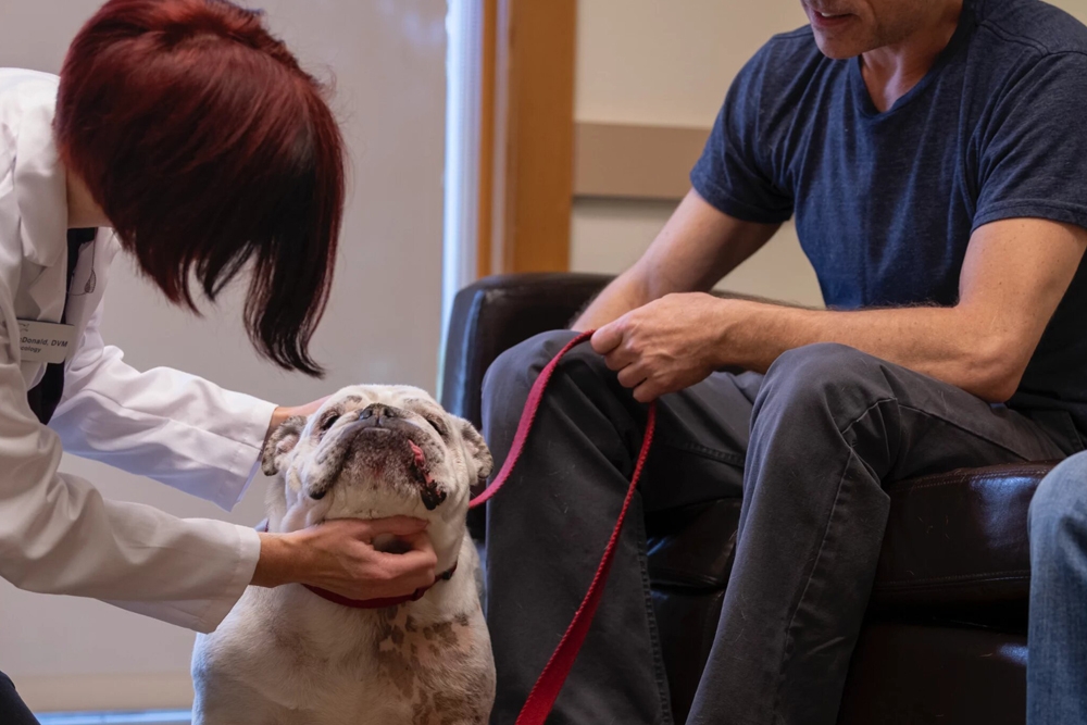 Los propietarios quieren entender el porqué de los diagnósticos y tratamientos planteados en la consulta veterinaria.