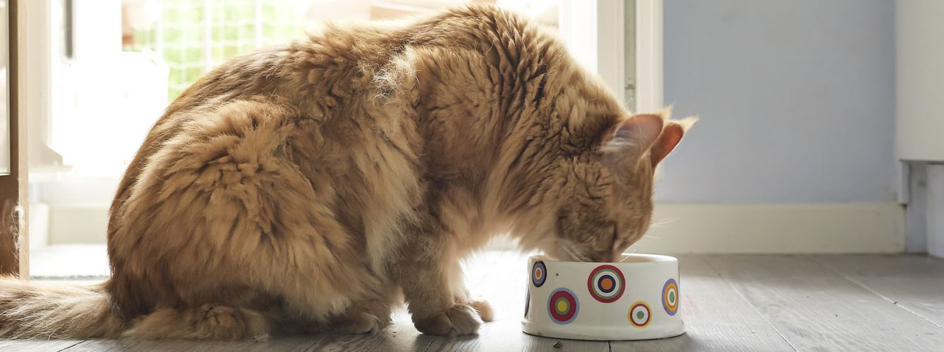 La compañía de salud animal Virbac ha compartido una serie de recomendaciones para una mejor alimentación del gato.