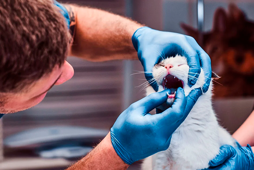 Desde Virbac apuestan por el cuidado dental de perros y gatos.