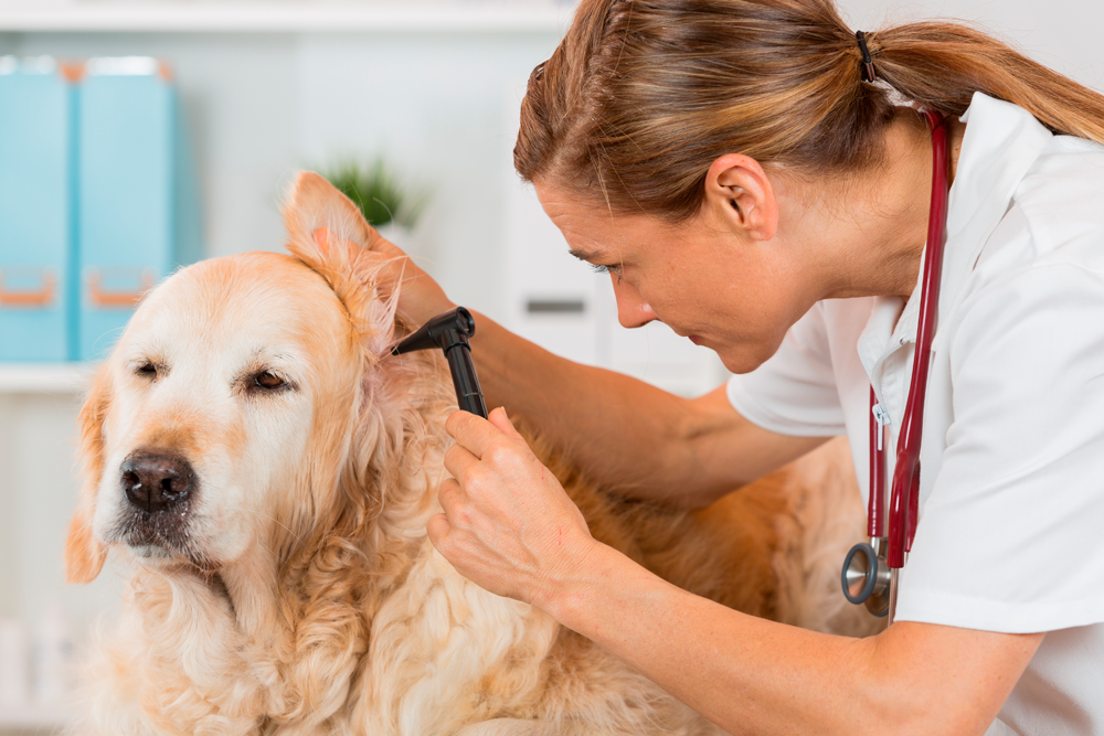 Teniendo en cuenta su relevancia clínica, Virbac ha lanzado un ciclo de charlas presenciales sobre otitis canina por toda España.