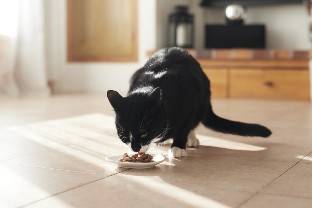 La ingesta de agua insuficiente y una alimentación desequilibrada pueden originar problemas urinarios en los gatos.