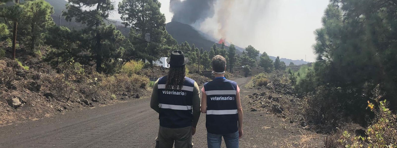Dos veterinarios voluntarios observan la erupción del volcán de La Palma.