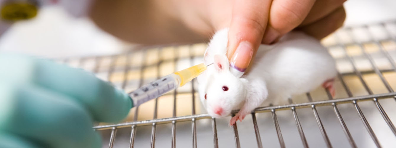 El uso de animales para investigación científica disminuye un 42% 