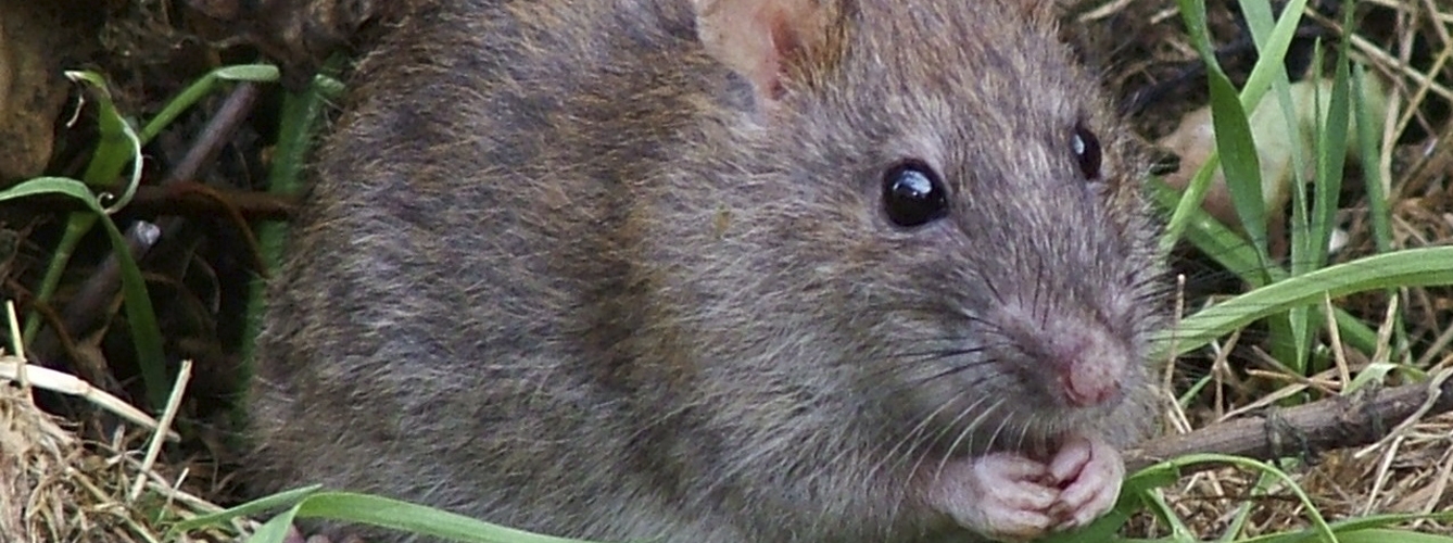 La rata gris puede ser un reservorio clave de la bartonella. 