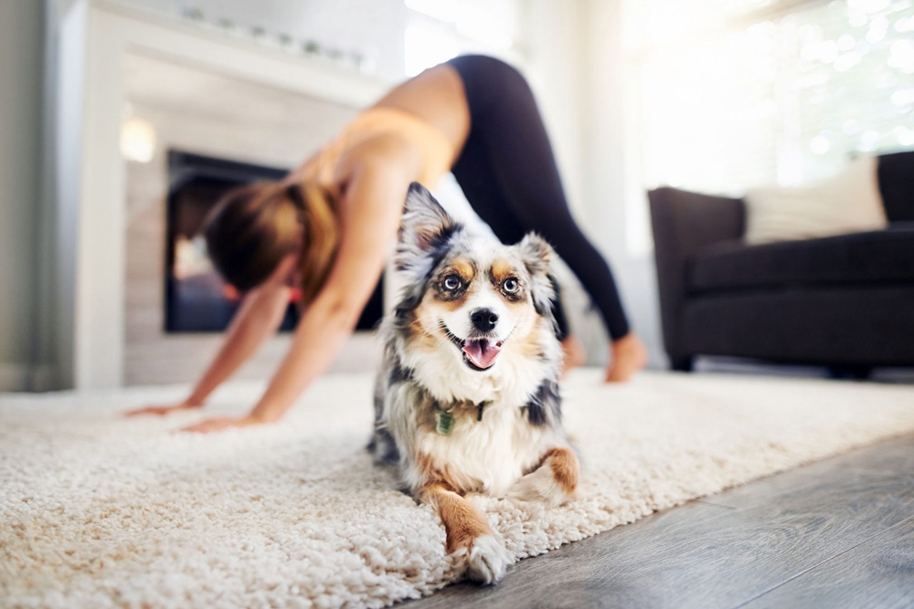 Happy Vet Project incluye numerosas herramientas para el autocuidado de los veterinarios, como recetas saludables o un programa de yoga terapéutico.