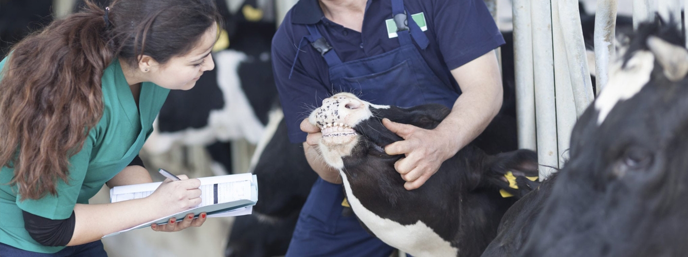 El compromiso con el uso responsable de antibióticos de Zoetis se plasma en su campaña de 'Terapia de Secado Selectivo' para formar a veterinarios y ganaderos.
